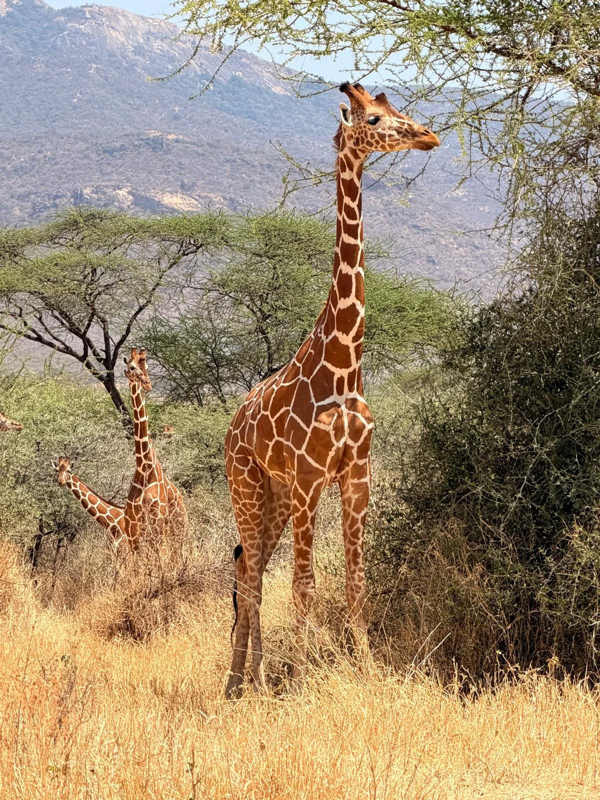 Giraffe on safari