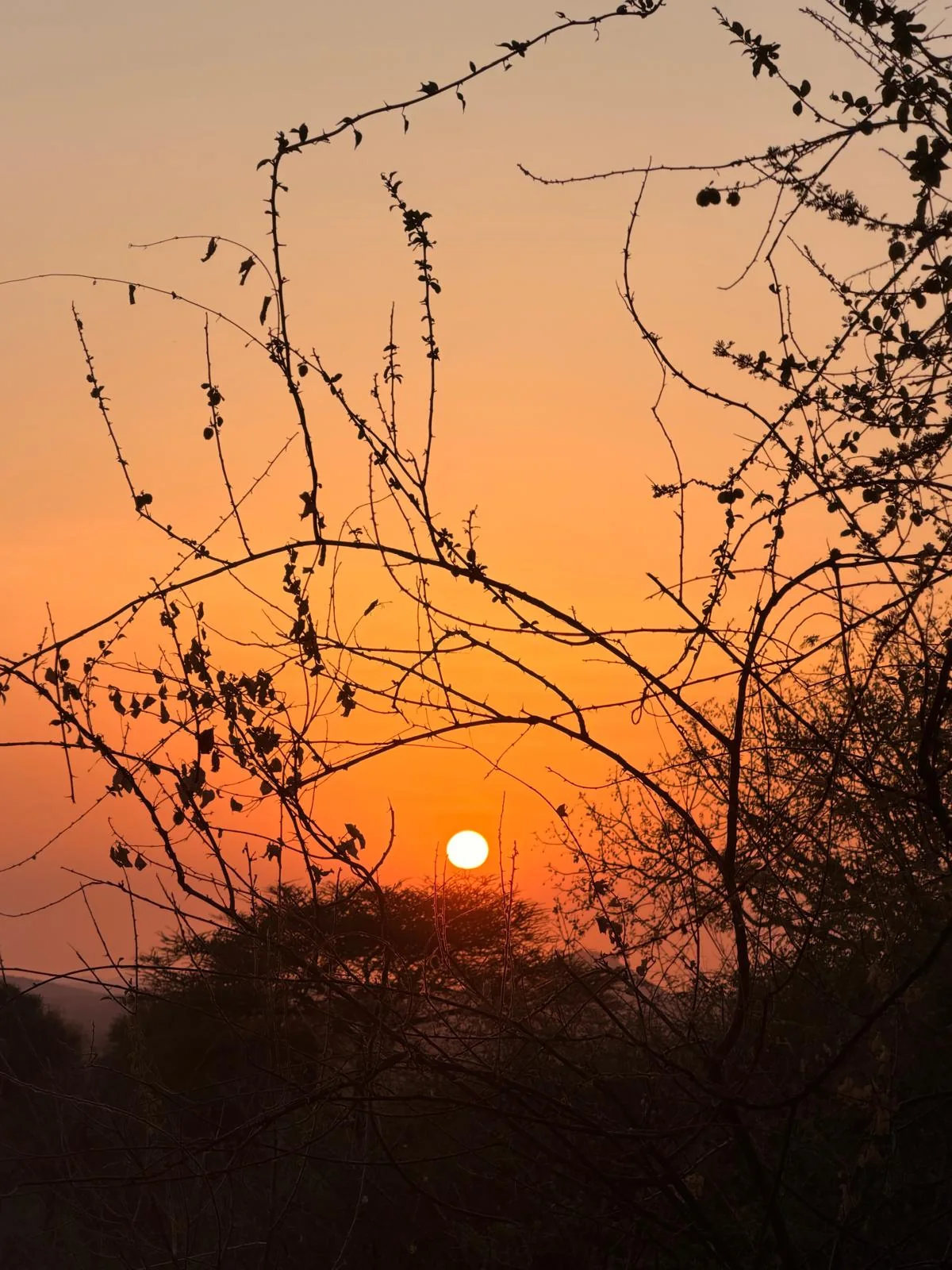 African safari sunset